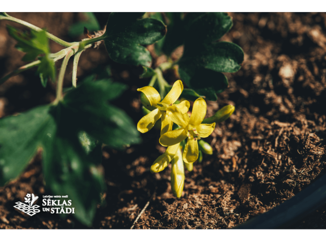 Ribes aureum   'Krupnoplodnaja Uzbekistana'